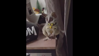 รักเรียนอาจจะมีความรู้ แต่ถ้ารักหนูอาจจะมีความรัก bushbaby ลิงจิ๋ว