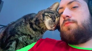 Cute CATS Demands Cuddles From His Dad Every Day - Cute Animals Show Love