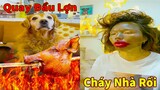 Thú Cưng TV | Gâu Đần và Bà Mẹ #48 | Chó Golden Gâu Đần thông minh vui nhộn | Pets cute smart dog