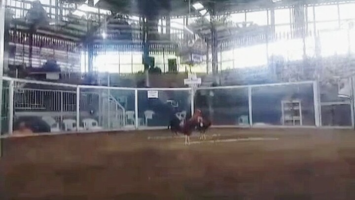 7Stags Derby 8M Guarantee. 1st fight YLHGBS dapa na kalaban may tama na pala sya sa leeg, Good lose.