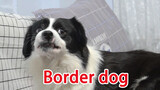 [Hewan]Anjing Gembala Jerman Mengatasi Border Collie yang Marah