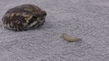 "Animal". The Bushveld rain frog eats insects.