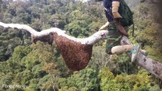 This is a top bee-catching expert that shouldn't be scary to watch