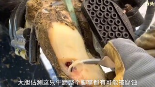 沉浸式修牛蹄解压