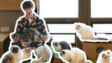 (Binatang)Mengunjungi Kafe kucing setelah mandi & makan cemilan