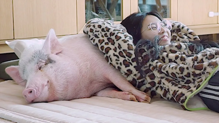 ฉันพยายามจะกวนหมูที่หลับใหล Mini-pig