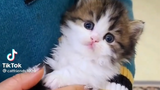 รวมคลิปลูกแมวน่ารักๆใจละลาย Ep14 baby cat