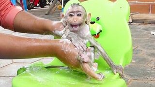 Orphan Baby Monkey Maku Crying Reject When Mom Clean Body For Him