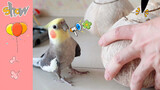 My Little Jealous Parrot
