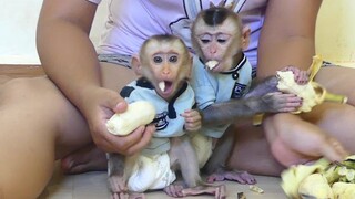 Baby Monkey | Mom Give Sweet Banana for Little Maki & baby Maku Eat So delicious
