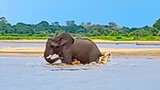 Elephant Swings Crocodile Biting its Tail