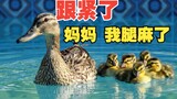 小鸭子被困游泳池，看看鸭妈妈是如何操作的！