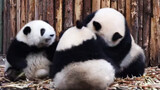 Tiga panda bermain bersama