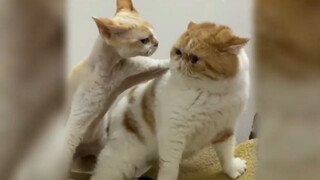 If animals can talk