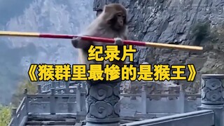 大型纪录片《猴群里最惨的是猴王》持续为您播出