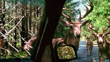 Stuck in a car attacked by 20 deers (Yes, 20)