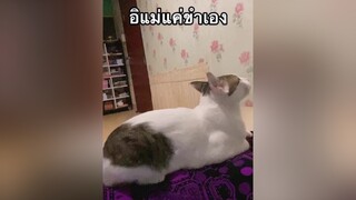 ชิกกี้เป็นเหตุ แมวติดแม่ ประสิทธิโชค cat tiktok