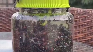 The young lady bought a "fly-catching device" and found something new every once in a while.