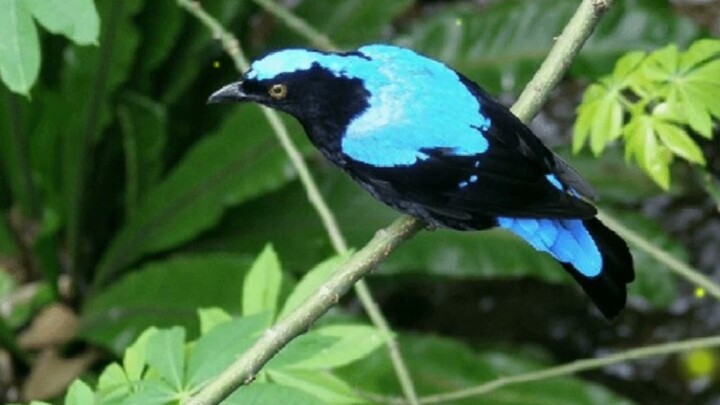 CUCAK BIRU COCOK UNTUK MASTERAN DENGAN SUARA GEMERICIK AIR