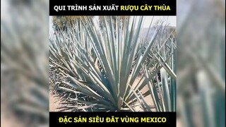 Quá trình sản xuất rượu cây Thùa, đặc sản siêu đắt vùng Mexico đến 100 triệu 1 chai | LT Review