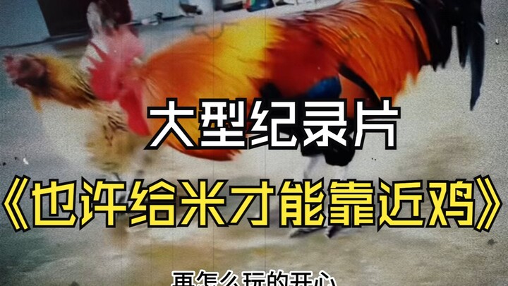 大型纪录片《也许给米才能靠近鸡》