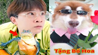 Thú Cưng TV | Ngáo Husky Troll Bố Dương KC #58 | chó thông minh vui nhộn | funny cute smart dog Pets