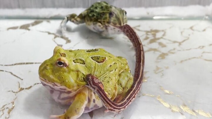 [Bullfrog] Why Are You Biting Me? He's the One Eating You!