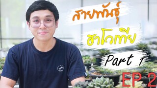 มารู้จักกับสายพันธุ์ฮาโวเทีย ที่ไม่ควรพลาด!! EP.2 (Part1)