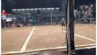 3 cock derby again 2nd fight win