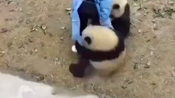 [Panda] Katanya, Dibalik Setiap Panda Selalu Ada Pengasuh yang Frustrasi