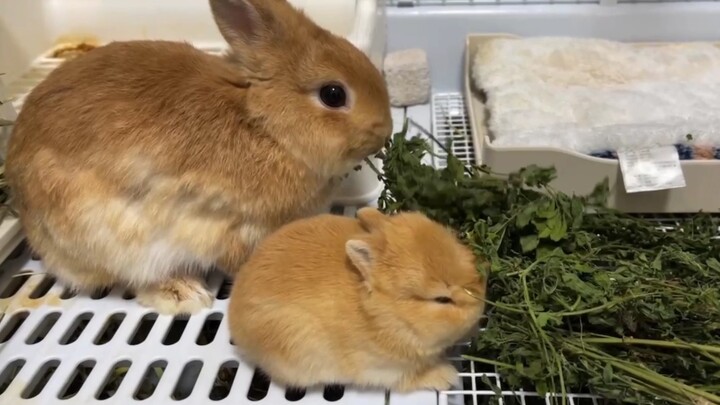 [สัตว์]ช่วงเวลาน่ารัก ๆ ของกระต่าย