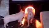 This pig...made me laugh for 2 minutes and 20 seconds