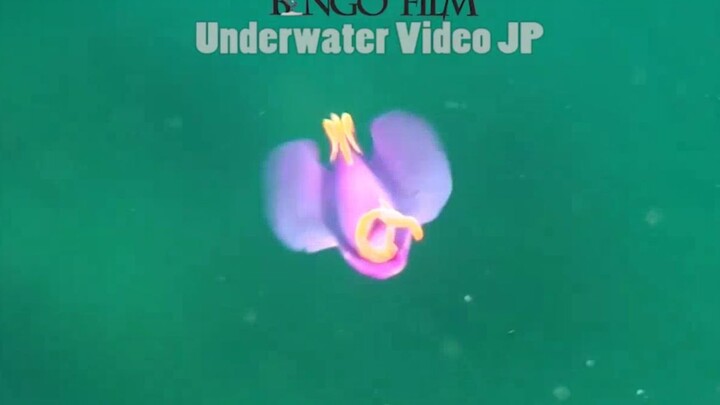 [Hewan][Vlog]Video bawah air siput batwing