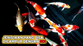 5 Jenis ikan yang bisa dicampur dengan ikan koi