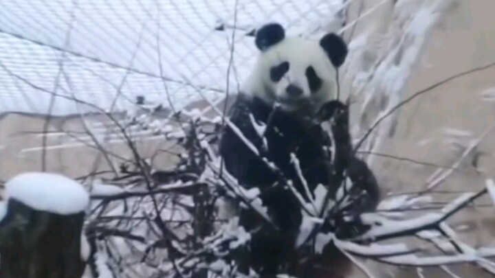 [Perang Nasional] Gaya Melukis Panda di Rusia Berubah dan Makin Mirip