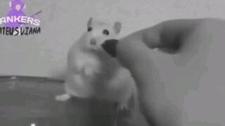 Đánh Cắp Trái Tim Của Em Chuột Hamster