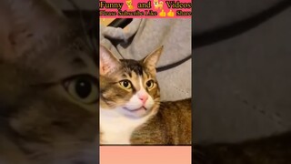 Funny cat Video try not to laugh | Funny Animal fails 2024 | Best funny compilation 2024 | #funny