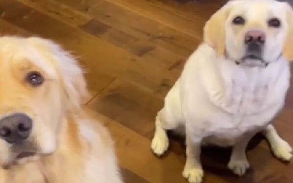 Foreign netizens shared the differences between their own golden retrievers and Labradors