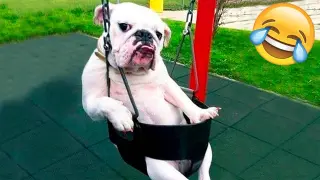 Funny Animal Videos 2022 😂 - Funniest Cats And Dogs Videos 😺😍 #15