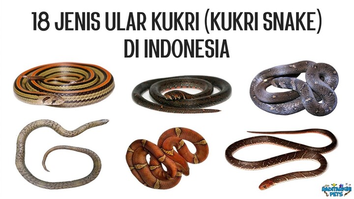 18 Jenis Ular Kukri (Oligodon) di Indonesia, Bonus 2 Jenis Ular Kukri yang Belum Tahu Jenisnya