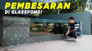 PERCOBAAN PEMBESARAN ARWANA SUPER RED DI GLASSPOND YANG DILAKUKAN OLEH BUYER 88 RED GALLERY!!!