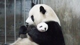 大熊猫妈妈：你也想玩吗？想的话要自己生哦！