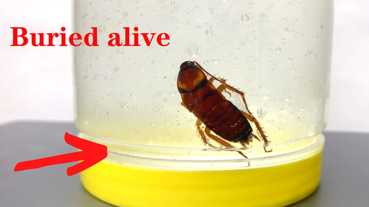 What Happens When A Cockroach Is Buried Alive In Non-Newtonian Fluid?