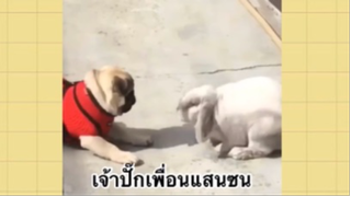 เพื่อนตัวน้อย สัตว์เลี้ยงแสนซน : เจ้าปั๊กแสนซน