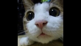 THE BEST FUNNY AND CUTE CAT VIDEOS OF THE WEEK 😸-  TRY Not To Laugh or Grin Challange !🤣 2021