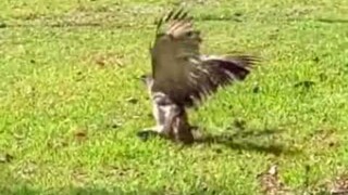 Hawk Riding a Lizard with Style