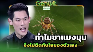 ทำไมขาแมงมุม จึงไม่ติดกับใยของตัวเอง | Genwit อัจฉริยะพันธุ์ใหม่