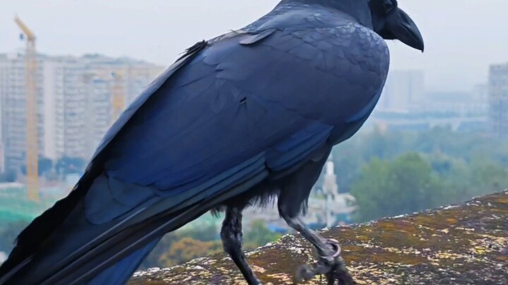 Crow walking on holiday