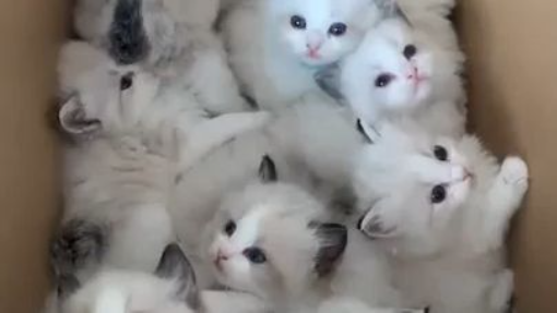 Cute kittens #pets