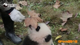 据说一片枯树枝就能骗走一只熊猫